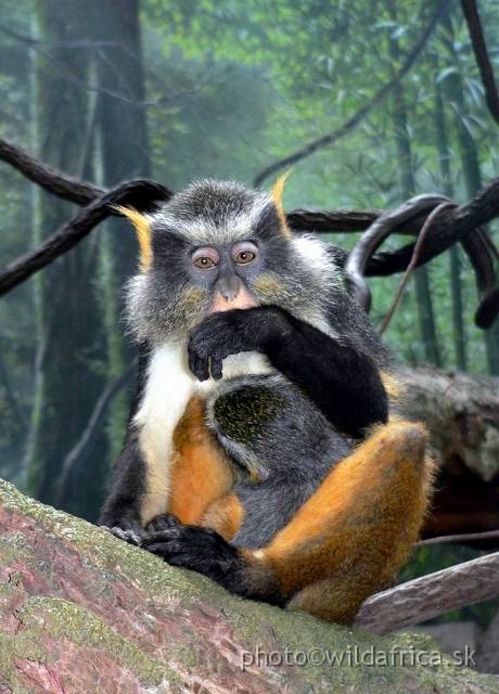 congo wolf 2.jpg - Wolf's Guenon (Cercopithecus wolfi).